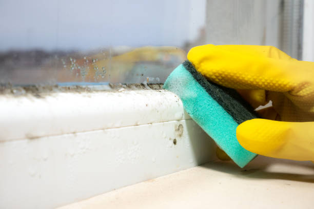 Professional Mold Inspection, Removal & Remediation in Libby, MT